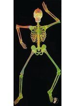 Skelett 150cm mit Blinkaugen GID