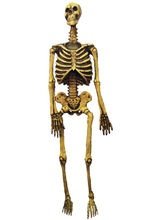 Skelett Hänge-Deko 150cm