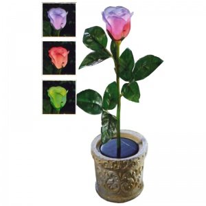 Solar-Rose mit Farbwechsel *im Topf*