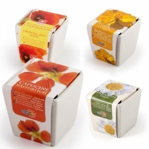 Sommer Blumen im Mini-Keramiktopf