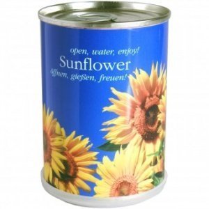 Sonnenblume aus der Dose
