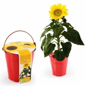 Sonnenblume im Zink-Topf