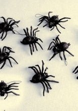 Spinnen 8er Set