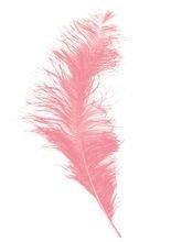 Straussenfeder rosa