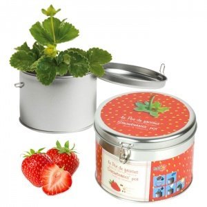 Süße Dose mit Erdbeersamen