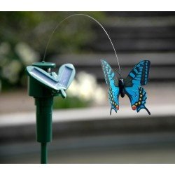 Tanzender Solar Schmetterling