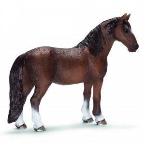 Tennessee Walker Stute