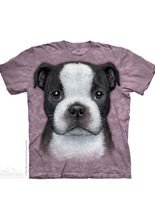 The Mountain Boston Terrier Puppy Kinder