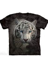 The Mountain White Tiger Reflection Kind