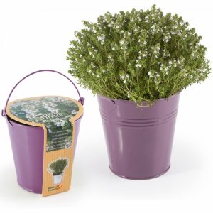 Thymian im Zinktopf