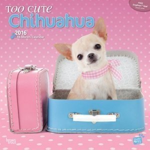 Too Cute Chihuahua Kalender