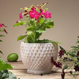 Topf -Rado-, Keramik antik creme, Zauber