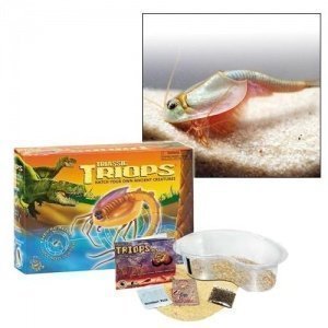 Triops Aquarium