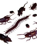 Ungeziefer Deko-Figuren 24er Set