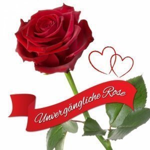 Unvergängliche Rose - Das besondere Gesc
