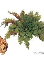 Unverwüstliche Pflanze