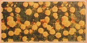 US Autokennzeichen mit Blumenmotiv und e