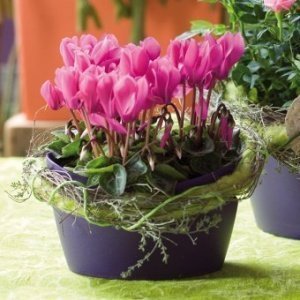 Utensilo Bottichelli S solid pflaume