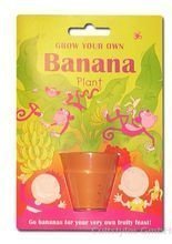 Wachsende Bananenstaude