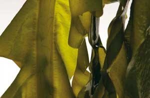 Wakame Algen in Salzkonserve, 500g