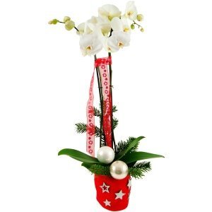 Weihnachten Phalaenopsis Weiß