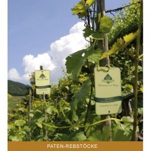 Weinstockpatenschaft