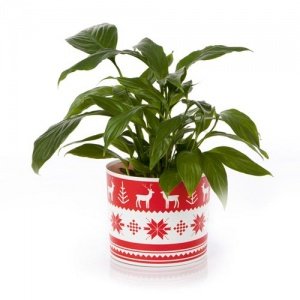 Xmas POTTERY SHIRT Blumenmanchette S