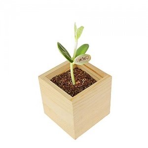 Zauberbohne I love you