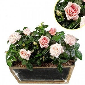 Zauberhafte Topfrosen in Holzkiste