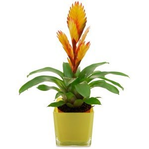 Zimmerpflanze Bromelie mit Glasübertopf