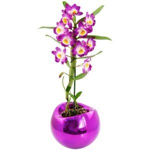 Zimmerpflanze Dendrobium starglass, "pin