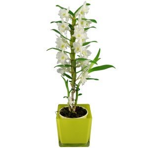 Zimmerpflanze Dendrobium starglass, "wei