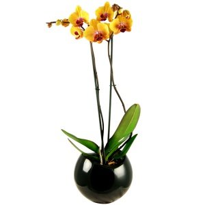 Zimmerpflanze Phalaenopsis gelb-rot