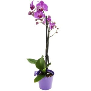 Zimmerpflanze Phalaenopsis pink