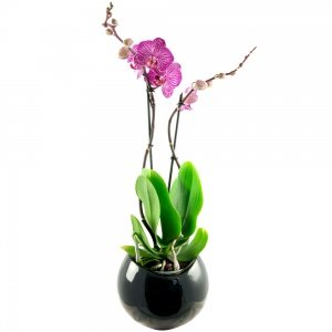 Zimmerpflanze Phalaenopsis rosa-pink ges
