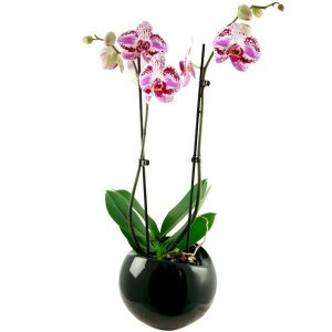Zimmerpflanze Phalaenopsis weiß-pink mar