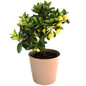 Zimmerpflanze Zwergorange