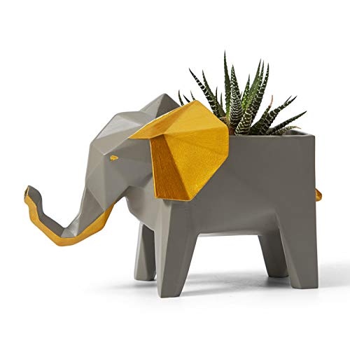 Amoy-Art Kaktus Sukkulenter Elefant
