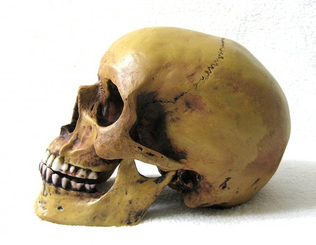 Anatomie Schädel mit Unterkiefer von Markus Mayer