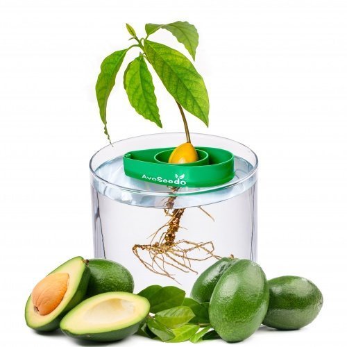 avoseedo Grow Your Own Avocado Baum