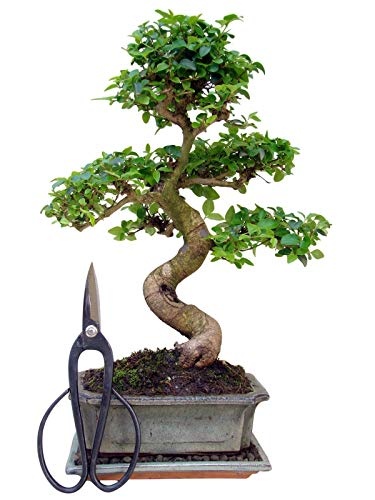 Bonsai chinesischer Liguster