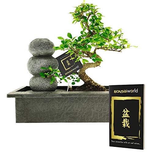 Bonsaiworld Bonsai-Set