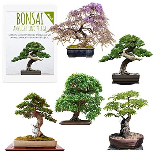 Exotische Bonsai Samen Set