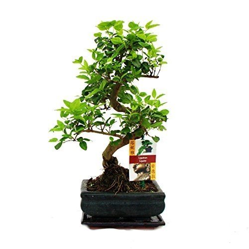 Liguster Bonsai 7 Jahre