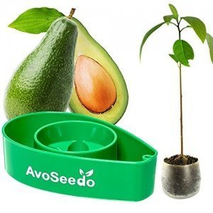 avoseedo Grow Your Own Avocado Baum