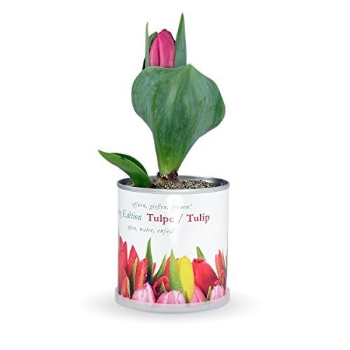 Blumen in der Dose Spring Edition Tulpe