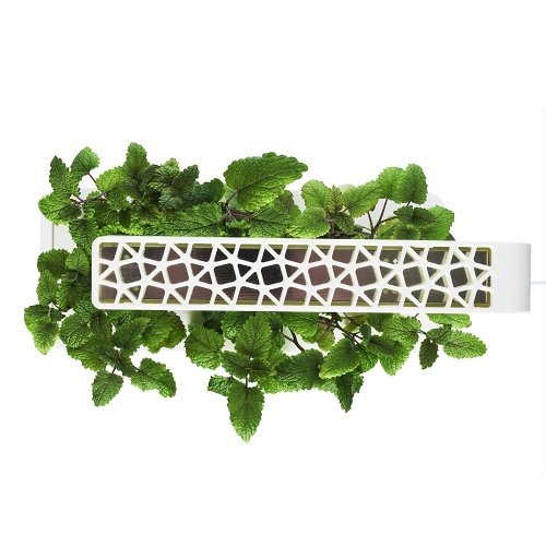 Click & Grow smartes Kräutergarten-Set mit 3 Basilikum Kassetten, weiß beleuchtet