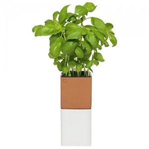 Cult Design Blumentopf selbstbewässernd EVERGREEN L