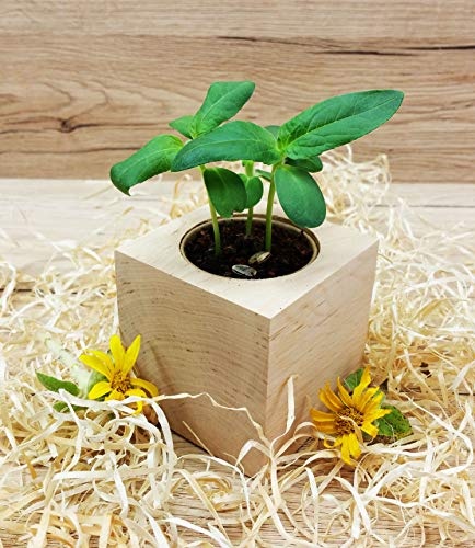 Ecocube Sonnenblume