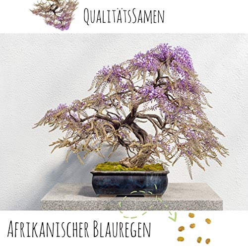 Exotische Bonsai Samen Set